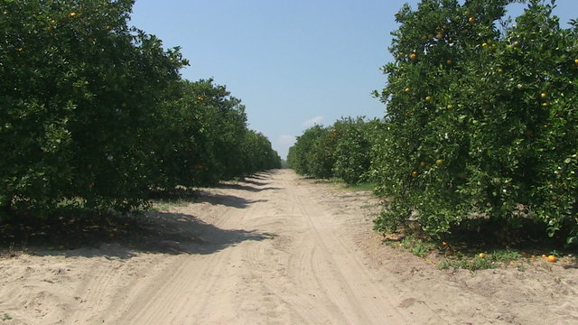 Orange Grove In Central Florida