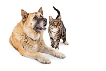 Large Dog and Cat Looking Up Together