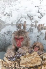 温泉のおさるさん Monkeys and snow-see viewing hot spring