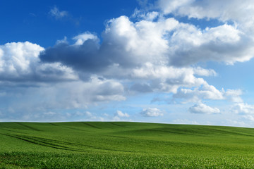 green field and blue sky with large clouds