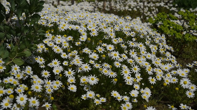 Field of Margherite