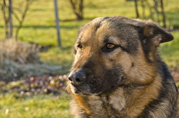 alsatian