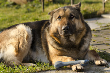 alsatian