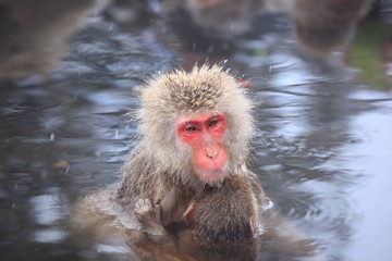 Monkey mother and baby in hot spring