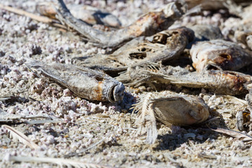 Dead fish  in the Salton Sea