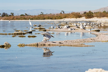 Naklejka premium Birds in the Salton Sea