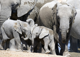 Elephants with  young.
