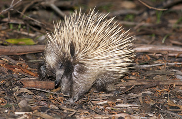 echidna or spiney  ant eater.