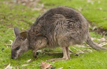 Kangaroo island South Australia,wallaby.