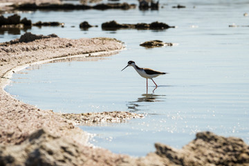 Black Neck Stilt (Himantopus mexicarus)