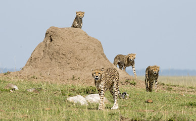 Cheetah with cubs