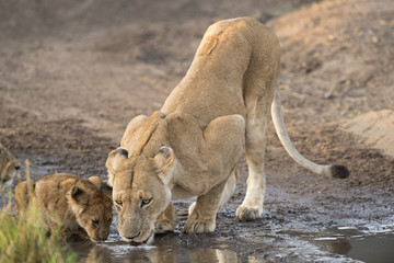 female lion with cubs drinking and playing