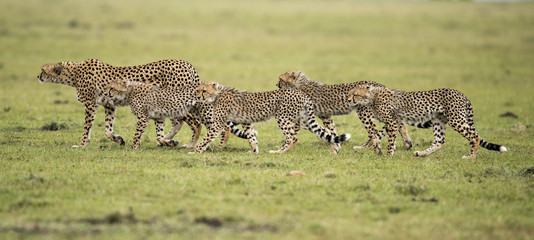 cheetah with cubs