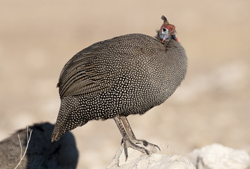 helmeted guineafow.