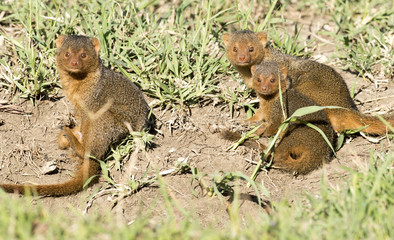 dwarf mongoose playing.