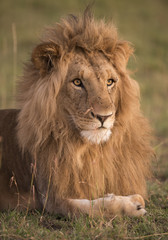 Kenya, Africa, Masai Mara, male lion