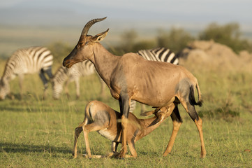 female hartebeest with calf feeding