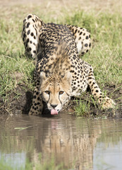 cheetah drinking