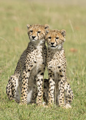 Naklejka na ściany i meble Cheetah with cubs