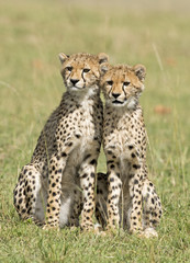 Cheetah with cubs