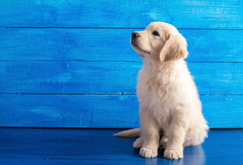 English Golden Retriever Puppy on Blue Wood - obrazy, fototapety, plakaty