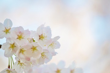 Fototapeta na wymiar 春の空と桜