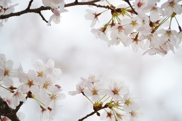 桜　ソメイヨシノ　