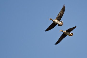 Greater White-Fronted Goose Calling While Flying in a Blue Sky