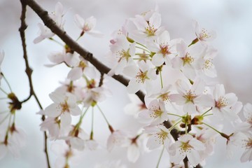 桜　ソメイヨシノ
