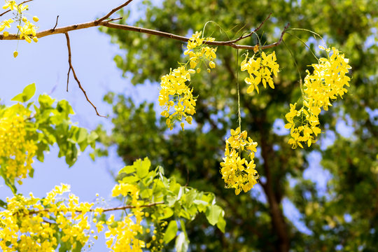 Khoon Tree รูปภาพKoon – เลือกดูภาพถ่ายสต็อก เวกเตอร์ และวิดีโอ14,057 | Adobe Stock