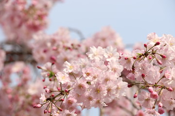 桜