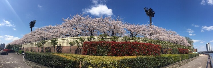 Naklejka premium sakura
