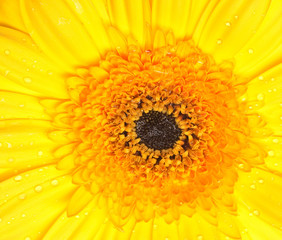 yellow gerber on white background