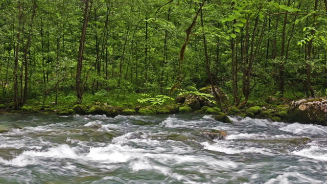 River in Caucasus mountains forest, near lake Ritsa, Abkhazia