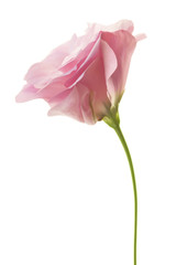 Fresh pink minimalistic eustoma isolated on white