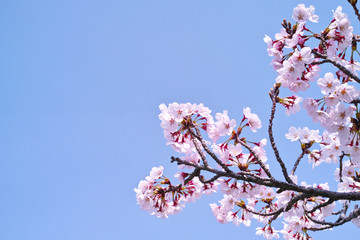 サクラの花と青空