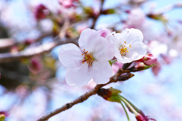可憐な花　サクラ