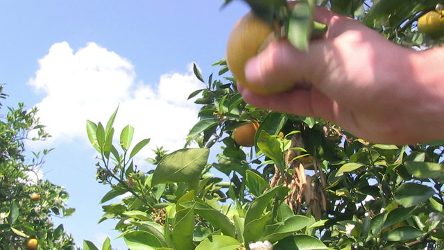 Hand picks orange