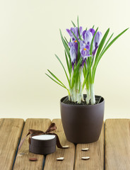 Crocus flowers in a pot with gift box and hearts