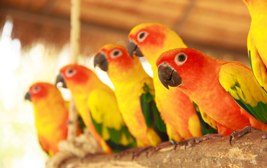Fototapeta na wymiar colorful parrot in the parks - Stock Image