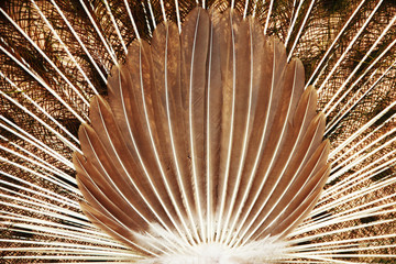 feathers of a peacock - Stock Image