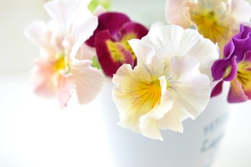 フリルのパンジー