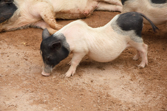 Happy pigs - Stock Image
