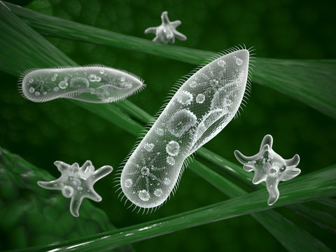 Paramecium protozoa