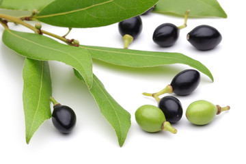 Bay fruit
