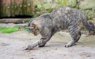 Cat and mouse