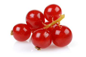 Currant