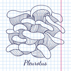 Fototapeta premium Pleurotus mushrooms bunch