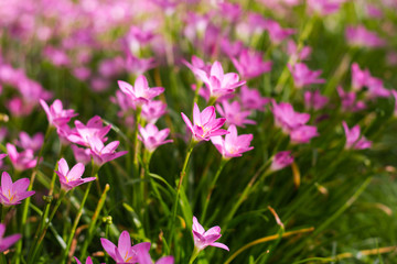 Obraz na płótnie Canvas Pink Zephyranthes Lily,Zephyranthes Lily