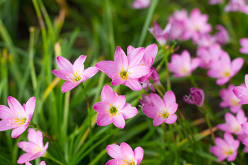 Pink Zephyranthes Lily,Zephyranthes Lily
